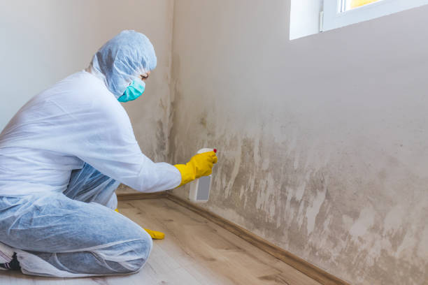 Licensed Mold Remediation service in Barnesville, MN - WQB Mold Removal
